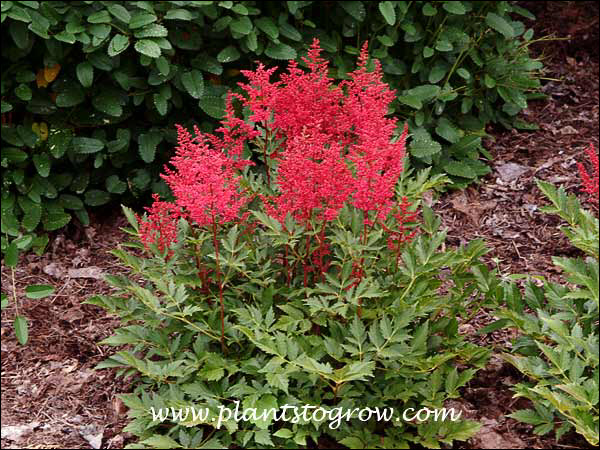 The deep red flowers of a nicely grown Astillbe Red Sentinel